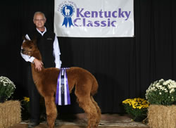 Michelangelo’s BonJovi. Blue ribbon color champion winner at the 2011 Kentucky Classic. Brown male championship winner.